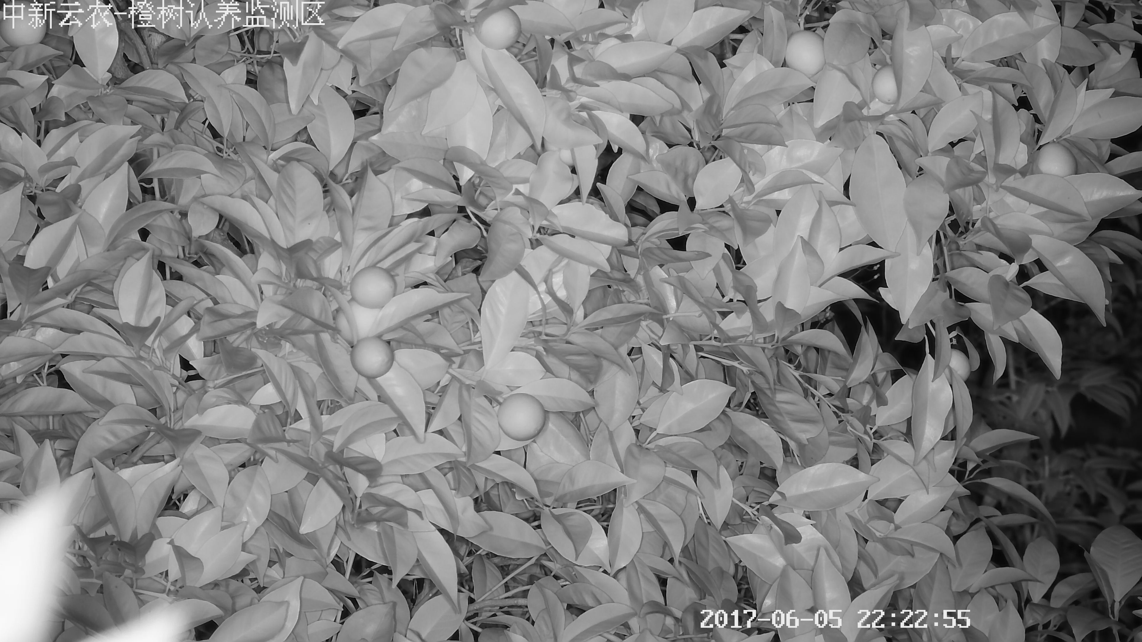 農(nóng)場監(jiān)控